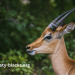 Animal4k_yrpfxipg= Impala