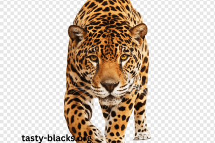 Animal8nm9fpmvif8= Jaguar