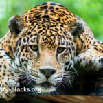 Animal8tqvurqf1to= Jaguars