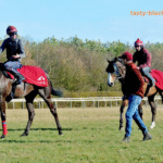 Behind the Scenes of a Horse Race: Training, Strategy, and Jockeys