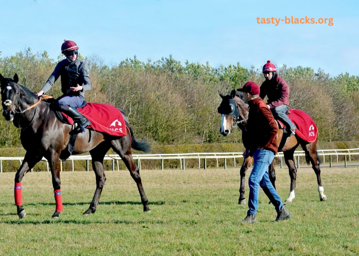 Behind the Scenes of a Horse Race: Training, Strategy, and Jockeys